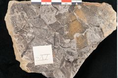 Foto (Detailansicht) von Podocarpus hochstetteri Ettingshausen (NHMW-GEO-2024-0188-10114)